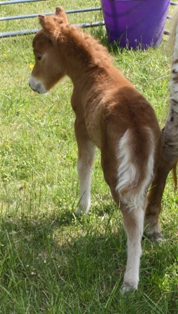 Miniature horse stud