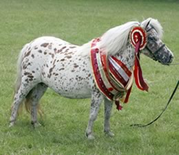 Miniature horse stud