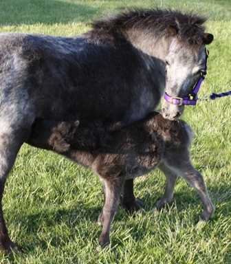 Miniature horse stud