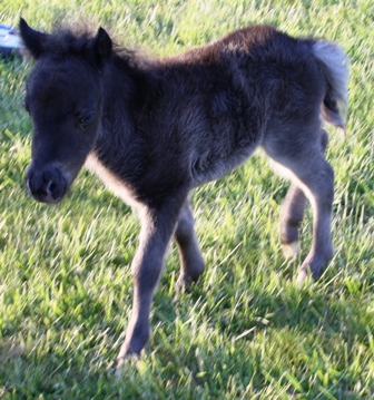 Miniature horse stud