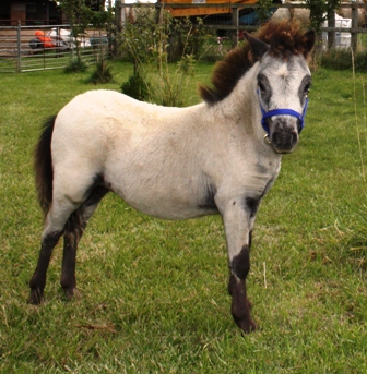 Miniature horse stud