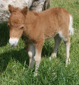 Miniature horse stud