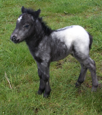 Miniature horse stud