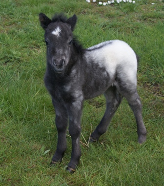 Miniature horse stud