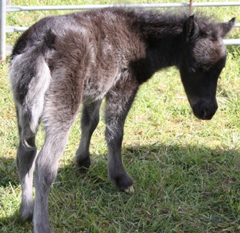 Miniature horse stud