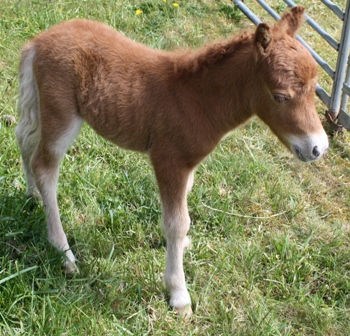 Miniature horse stud
