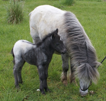 Miniature horse stud