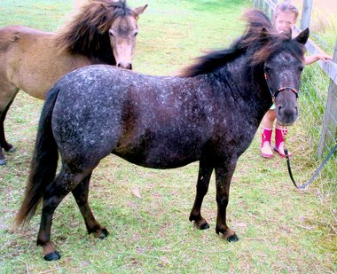 Miniature horse stud