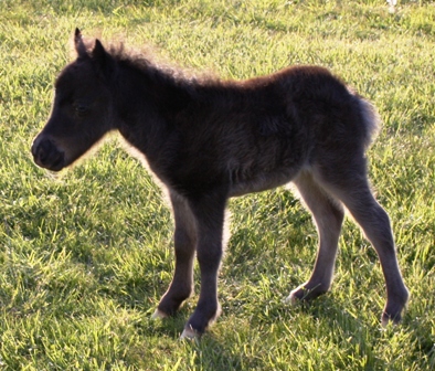Miniature horse stud