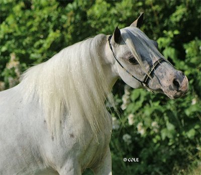Miniature horse stud