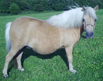 Miniature horse stud