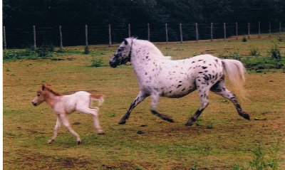 Miniature horse stud