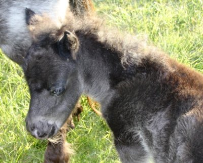 Miniature horse stud
