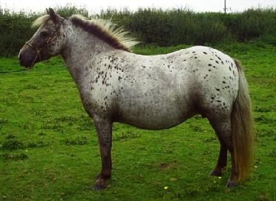 Broomels Elvina