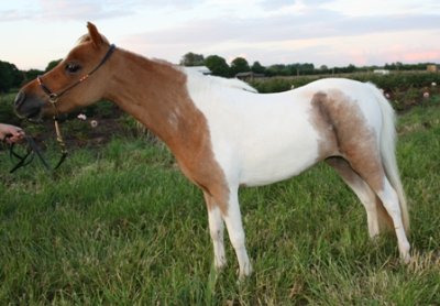 Miniature horse stud