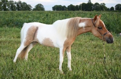Miniature horse stud