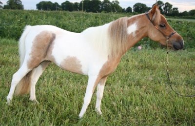 Miniature horse stud