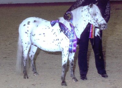 Miniature horse stud