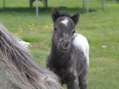 Miniature horse stud