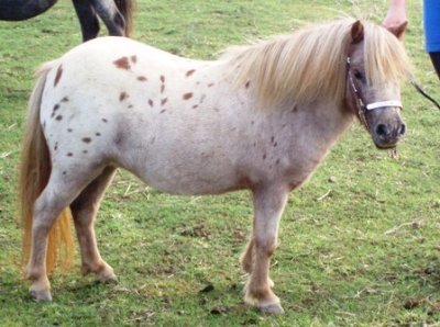 Miniature horse stud