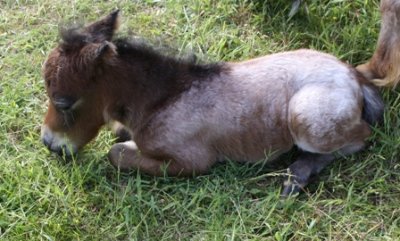 Miniature horse stud