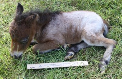 Miniature horse stud