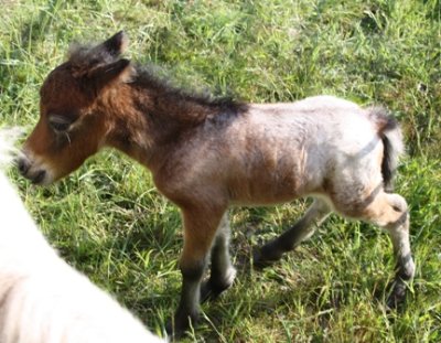 Miniature horse stud