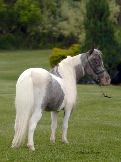 Chantilly