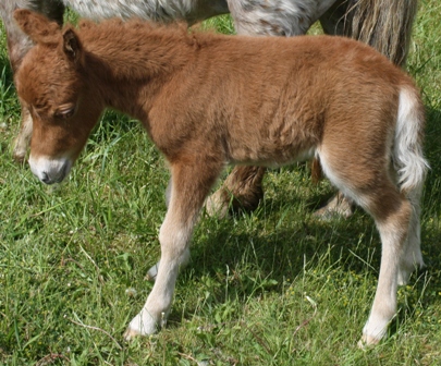 Miniature horse stud