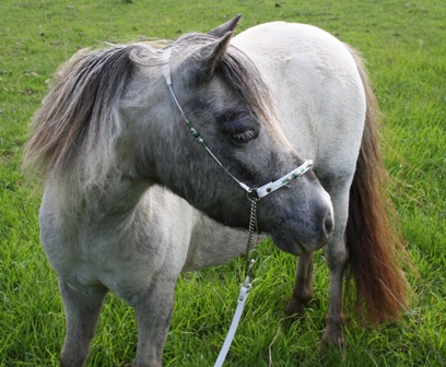 Miniature horse stud