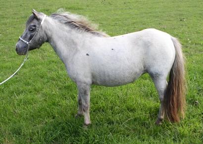 Miniature horse stud