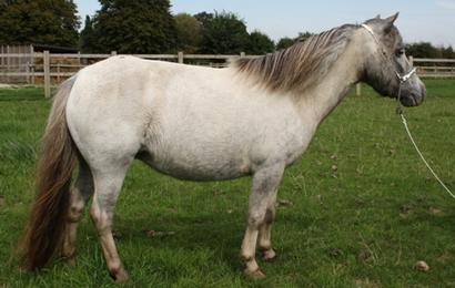 Miniature horse stud